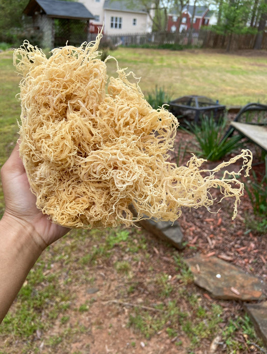 Unveiling Nature's Elixir: The Journey to Wellness with High-Quality Sea Moss Gel